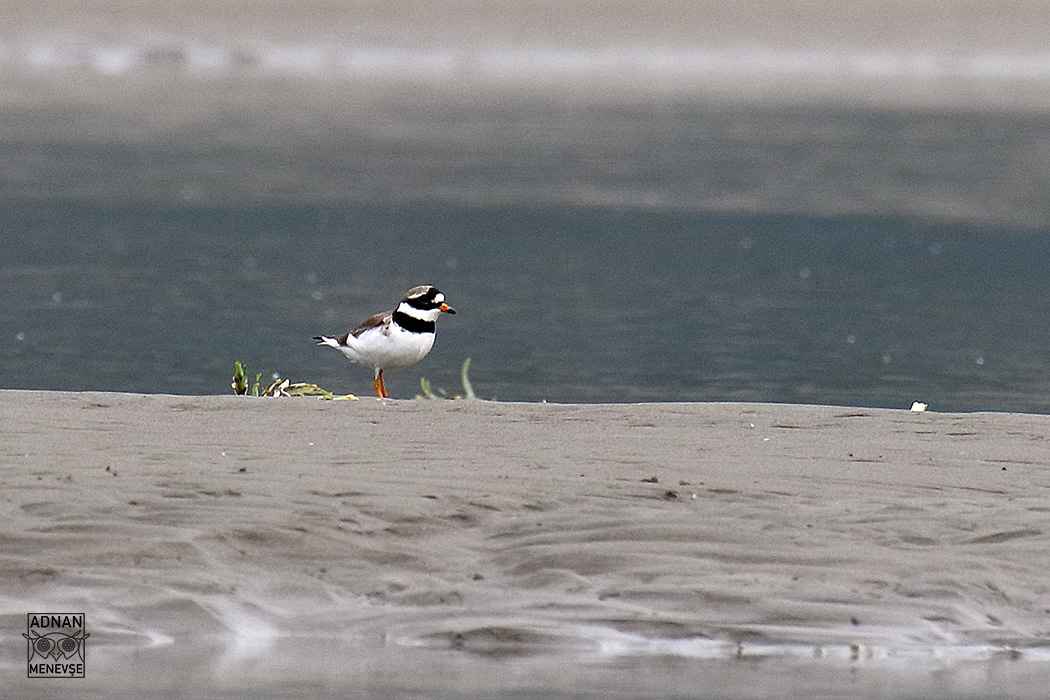 Common Ringed Plover